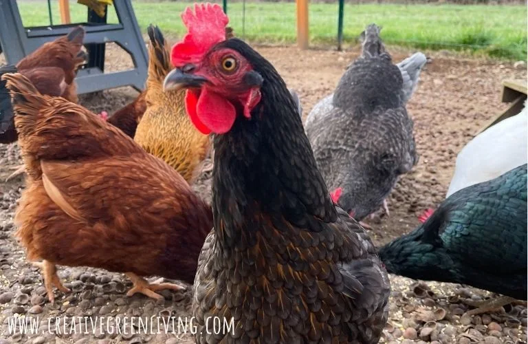 What are some clever names for chickens? What are the best chicken names? Best chicken name ideas Black copper marans chicken looking at the camera with other chickens in the background